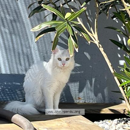 Photo de chat perdu à Toulouse