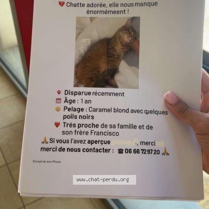 Photo 1/1 Fifi Chat perdu à Eguilles