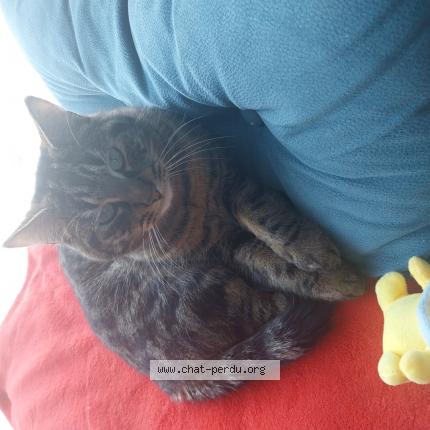 Photo 1/1 Chat retrouvé Perdu à Ernee