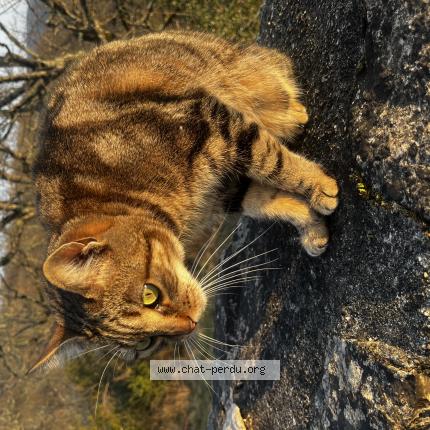 Photo de chat perdu à Montdoumerc