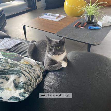 Photo de chat perdu à Onet Le Chateau