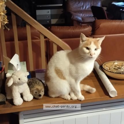 Photo 1/1 YOTARU Chat perdu à Nantes