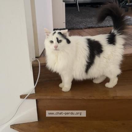 Photo 1/1 Chat retrouvé Perdu à Sevres