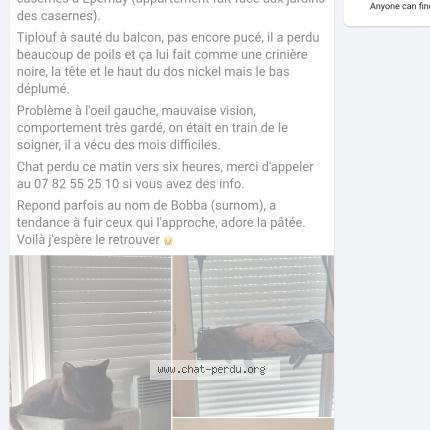 Photo 1/1 Tiplouf Chat perdu à Epernay