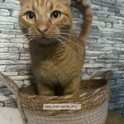 Photo de chat perdu à Cambrai