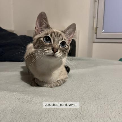 Photo de chat perdu à Montrouge