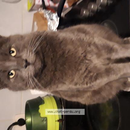 Photo 1/1 Titou Chat perdu à Le cres