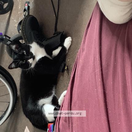 Photo de chat perdu à Paris