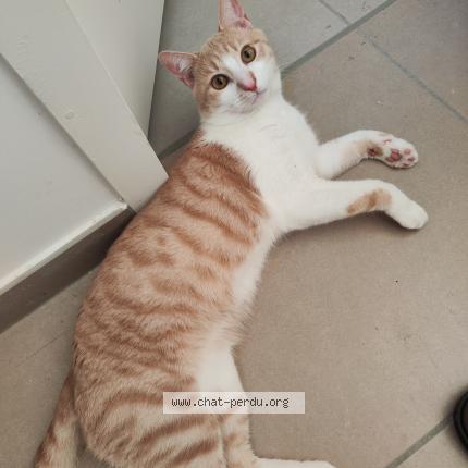 Photo de chat perdu à Chazay D Azergues