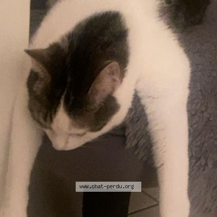 Photo 1/1 Smocky Chat perdu à Strasbourg