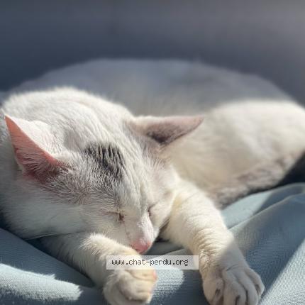 Photo 1/1 Bebeto Chat perdu à Nantes