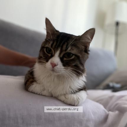 Photo 1/1 Coockie Chat perdu à Mialet