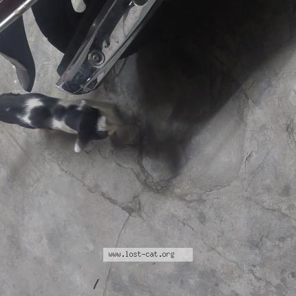 Photo 1/1 Chat trouvé Trouvé à Salem