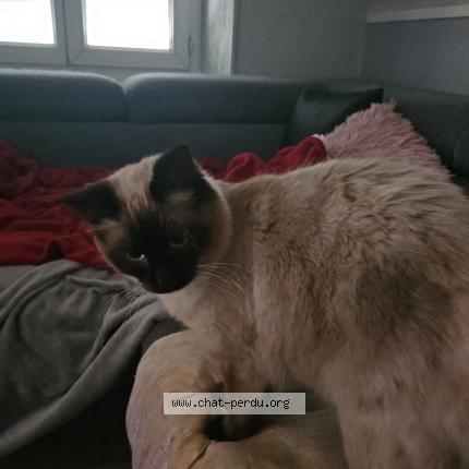 Photo 1/1 Virgule Chat perdu à Beaurepaire