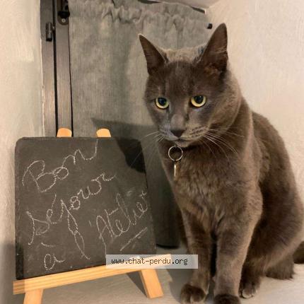 Photo de chat perdu à Bry Sur Marne