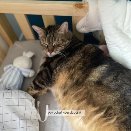 Photo de chat perdu à Haynecourt
