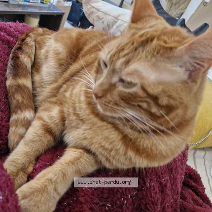 Photo 1/1 Pablo Chat perdu à Saint hilaire de riez