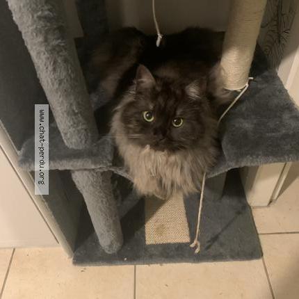 Photo de chat perdu à Bram