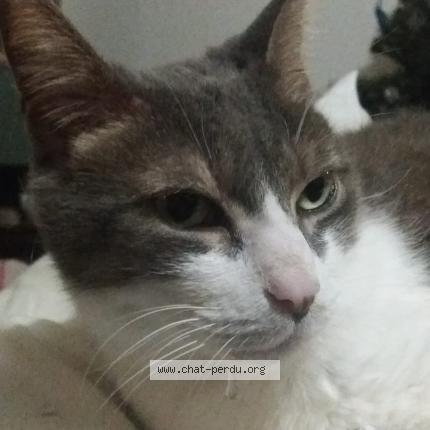 Photo de chat perdu à Pessac