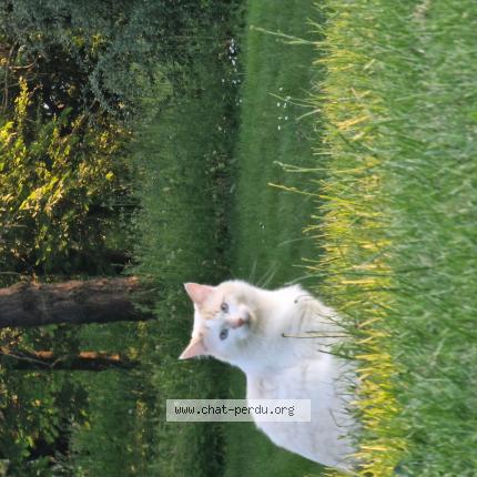 Photo de chat perdu à Saint Didier