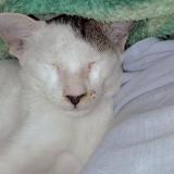 Photo de chat trouvé à Patna