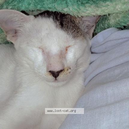 Photo 1/1 Chat trouvé Trouvé à Patna