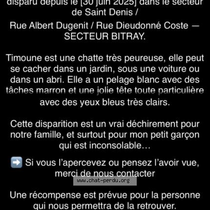 Photo 1/1 Timoune Chat perdu à Chateauroux