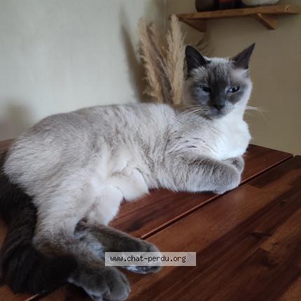 Photo 1/1 Mimi Chat perdu à Ste florence