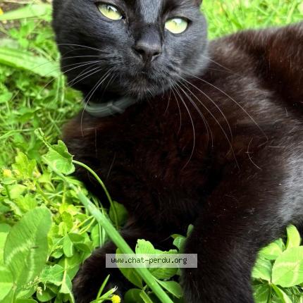 Photo de chat perdu à Saint Remy De Provence