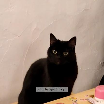Photo de chat perdu à La Valette Du Var