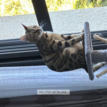 Photo de chat perdu à Bouchemaine