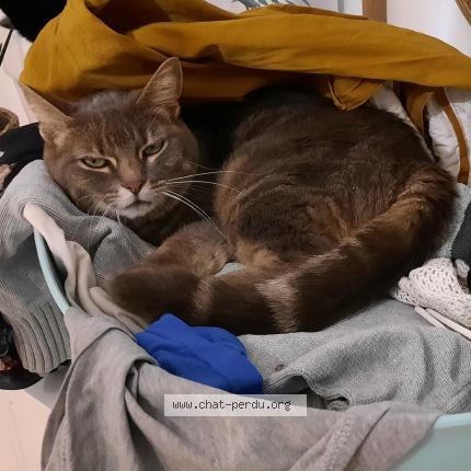 Photo 1/1 Chat retrouvé Perdu à Pfastatt