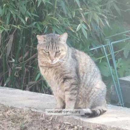 Photo 1/1 Moulin Chat perdu à Nantes