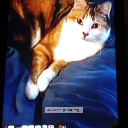 Photo de chat perdu à Toulouse