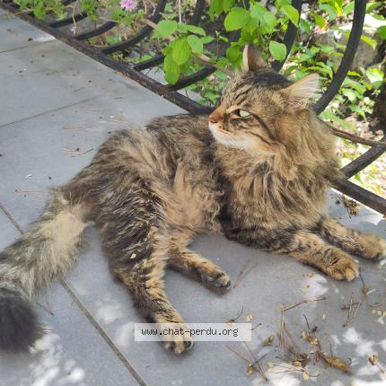 Photo de chat perdu à Vence
