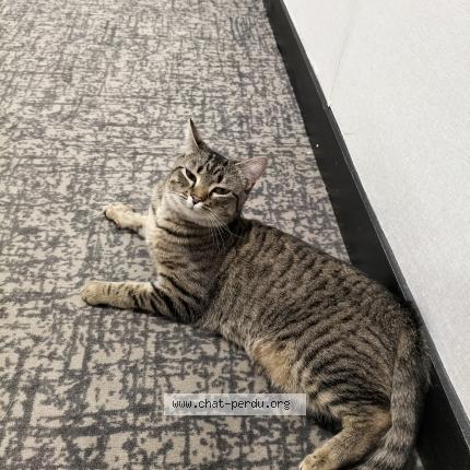 Photo de chat perdu à Begles
