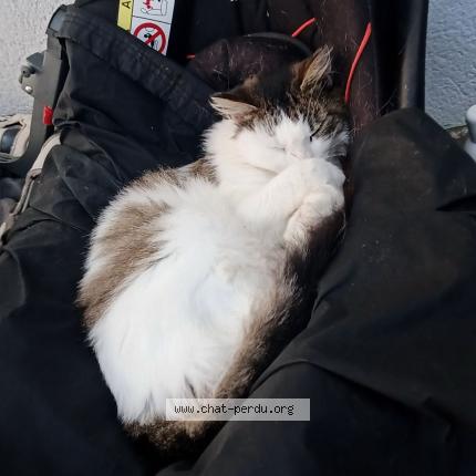 Photo 1/1 Rita Chat perdu à Asserac