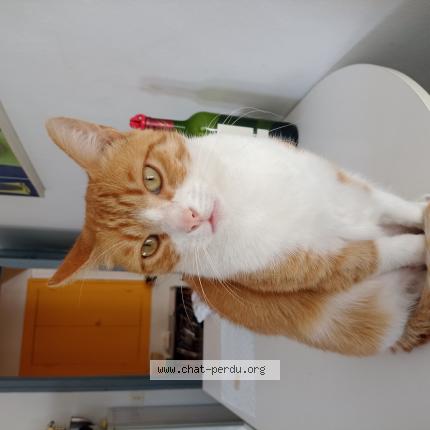 Photo 1/1 CASPER Chat perdu à Eysines