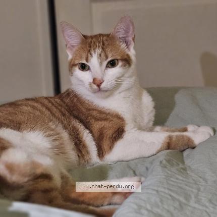 Photo 1/1 Chat retrouvé Perdu à Drancy