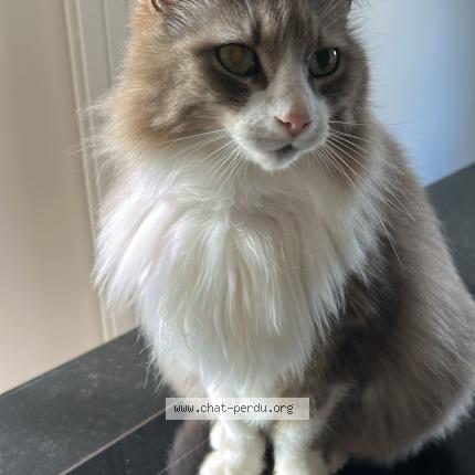 Photo 1/1 Menphys Chat perdu à Grezieu la varenne