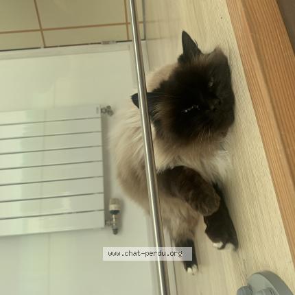 Photo 1/1 Chateigne Chat perdu à Nevez