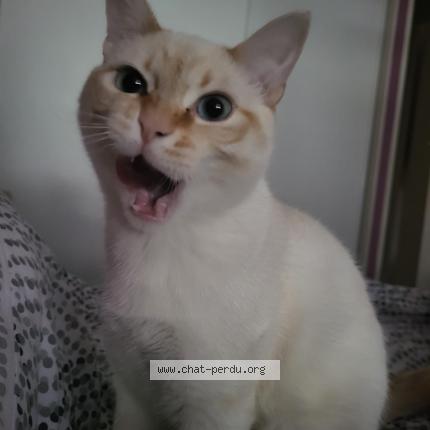 Photo de chat perdu à Thonon
