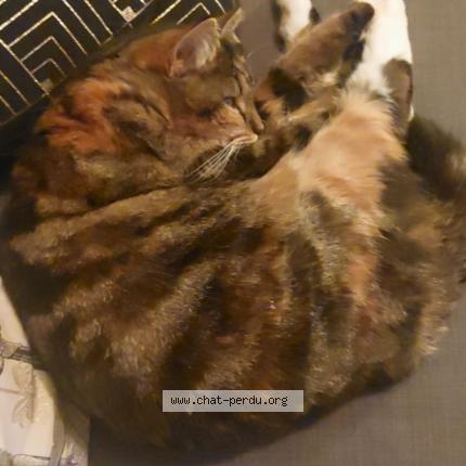 Photo de chat perdu à Essey Les Nancy