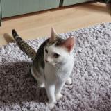 Photo de chat perdu à Triel Sur Seine