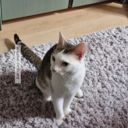 Photo 1/1 Chat retrouvé Perdu à Triel sur seine