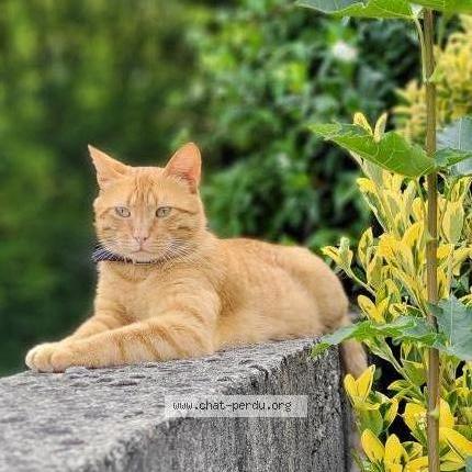 Photo de chat perdu à Manthes