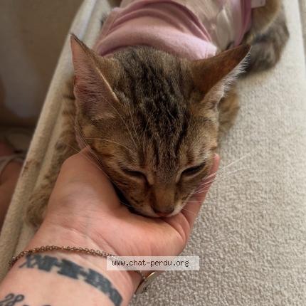 Photo 1/1 Yuki Chat perdu à Bischwiller