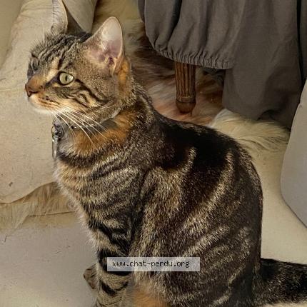 Photo de chat perdu à Guillerval