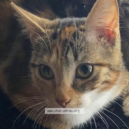 Photo de chat perdu à Tourcoing