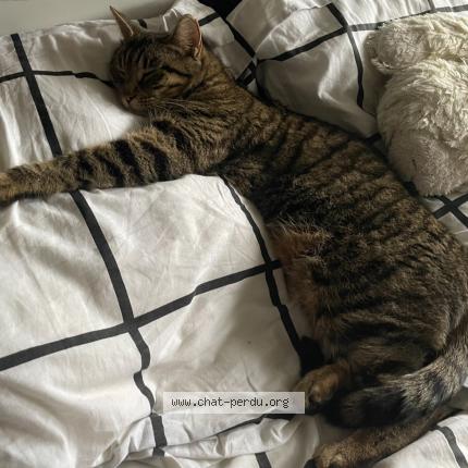 Photo 1/1 Gaya Chat perdu à Junas